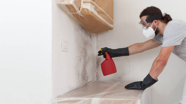 Basement Mold Remediation treatment on basement walls in Darien